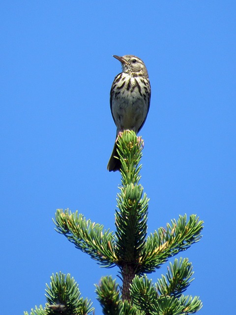 Pipit des arbres  la cime d'un sapin