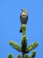 Pipit des arbres