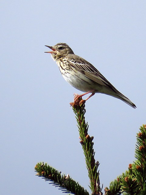 Pipit des arbres à la pointe d'un sapin