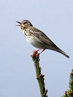 Pipit des arbres, anthus trivialis