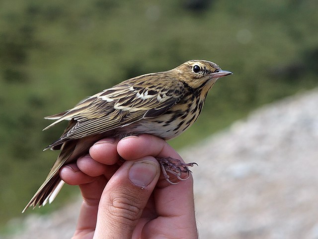 Pipit des arbres bagu