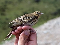 Pipit des arbres bagué