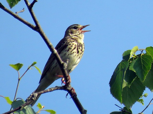 Pipit farlouse, anthus pratensis