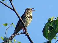 Pipit farlouse, anthus pratensis