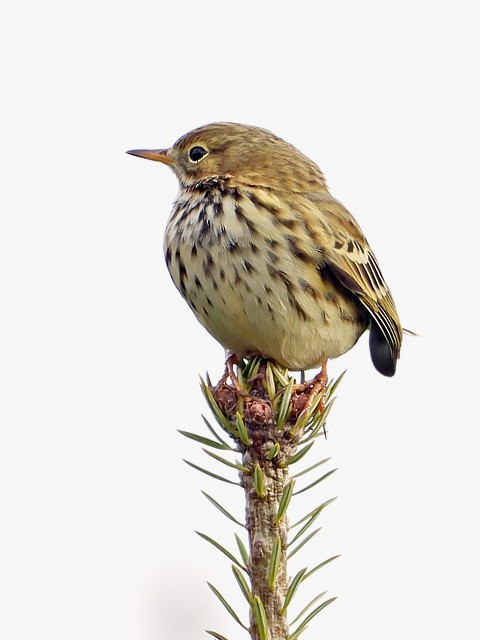 Pipit farlouse