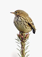 Pipit farlouse, anthus pratensis