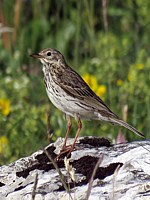 Pipit farlouse