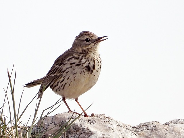 Pipit farlouse, anthus pratensis