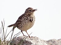 Pipit farlouse, anthus pratensis