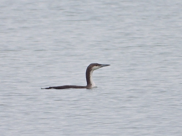 Sarcelle d'été, anas querquedula