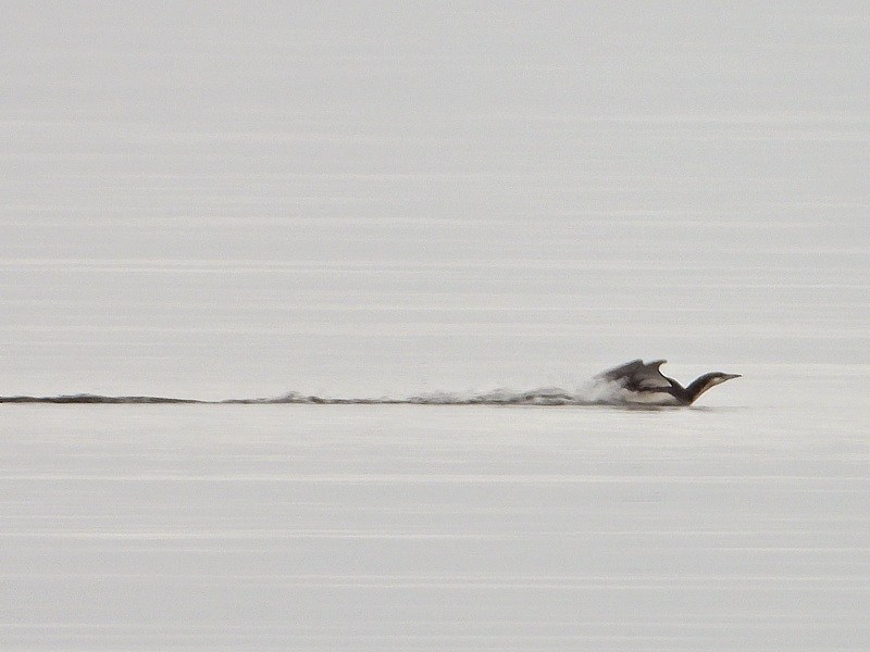 Sarcelle d'été, anas querquedula