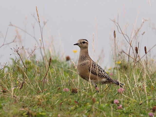 Pluvier guignard, charadrius morinellus