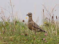 Pluvier guignard, charadrius morinellus