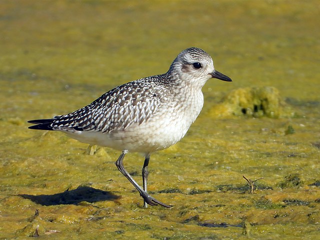 Pluvier argent, pluvialis squatarola