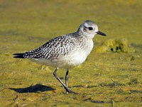 Pluvier argenté, pluvialis squatarola