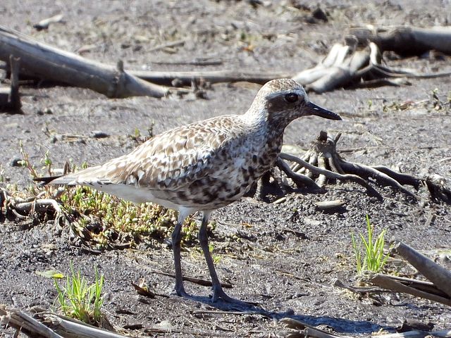 Pluvier argent, pluvialis squatarola