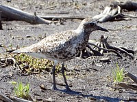 Pluvier argenté, pluvialis squatarola