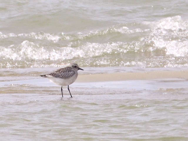Pluvier argenté, pluvialis squatarola