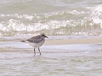 Pluvier argenté, pluvialis squatarola