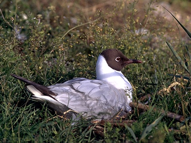 Mouette rieuse sur son nid