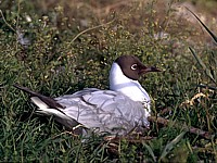 Mouette rieuse sur son nid