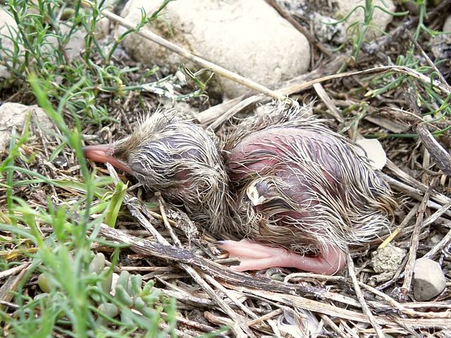 Naissance d'une mouette rieuse