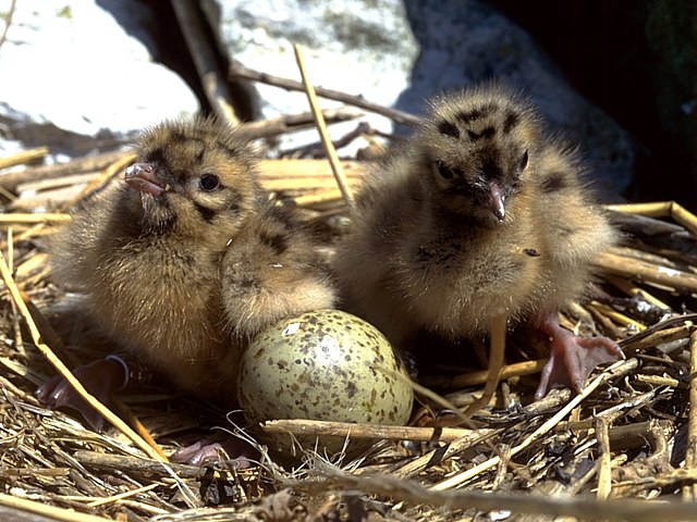 Poussins de mouette rieuse