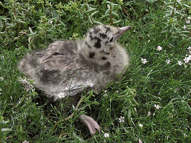 Jeune mouette rieuse