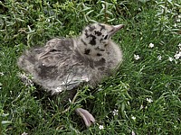 Jeune mouette
