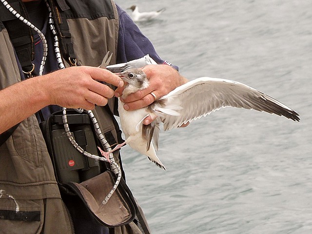 Mouette rieuse bague