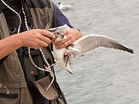 Baguage d'une mouette