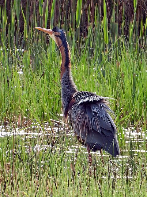Héron pourpré, ardea purpurea
