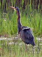 Héron pourpré, ardea purpurea