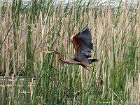 Héron pourpré, ardea purpurea