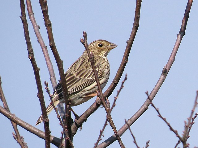 Bruant proyer, miliaria calandra