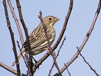 Bruant proyer, miliaria calandra