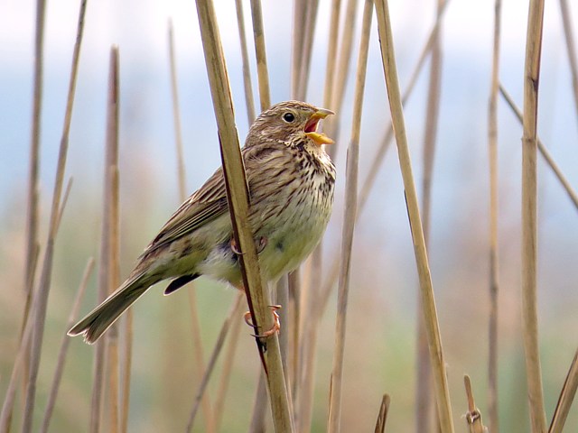 Bruant proyer, miliaria calandra