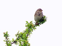Bruant proyer sur un arbre