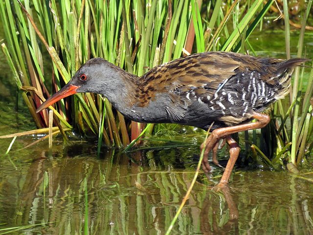 Râle d'eau, rallus aquaticus
