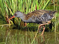 Râle d'eau, rallus aquaticus
