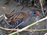 Râle d'eau, rallus aquaticus