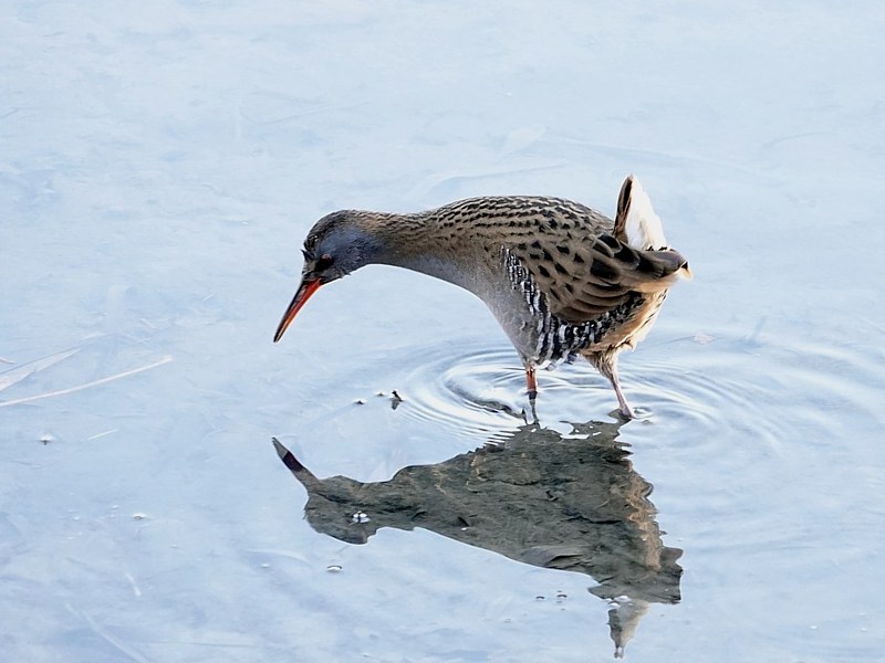Râle d'eau, femelle