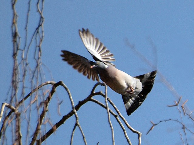 Pigeon ramier en vol