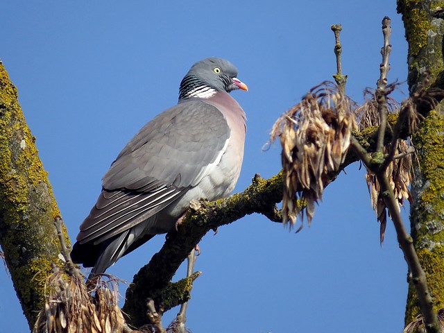 Pigeon ramier