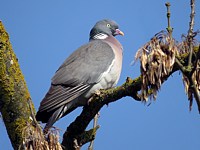 Pigeon ramier