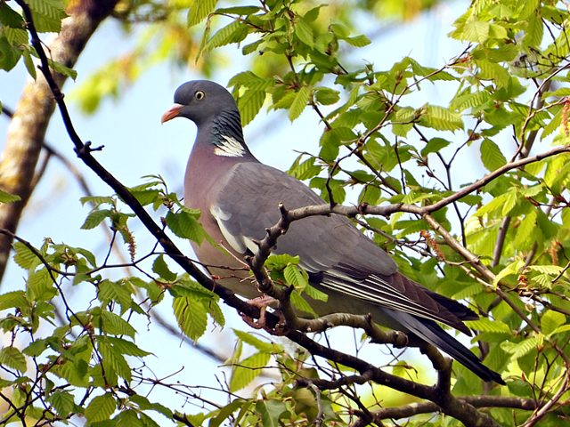 Pigeon ramier