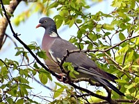 Pigeon ramier, palombe