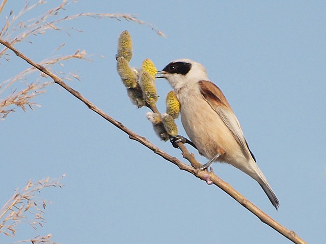 Rmiz penduline, remiz pendulinus