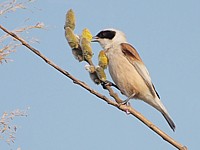 Rémiz penduline, remiz pendulinus