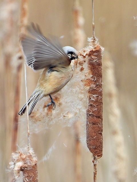 Rmiz penduline, remiz pendulinus